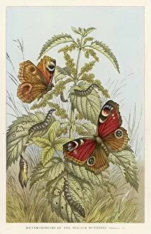 Butterflies Gallery: Peacock Butterfly