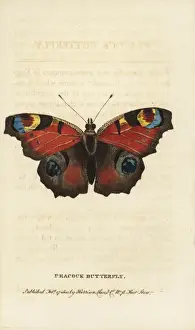 Peacock butterfly, Inachis io