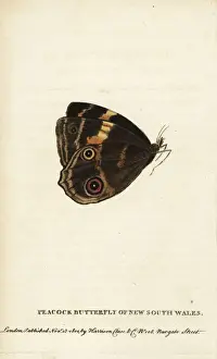 London Prints: Peacock butterfly of New South Wales
