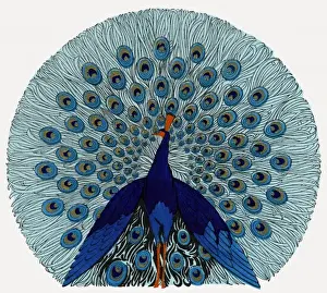 Peacock design in an advertisement for stockings