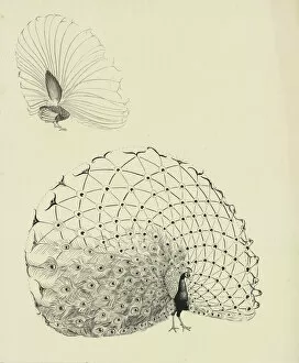 Geometrical Collection: Peacock in display