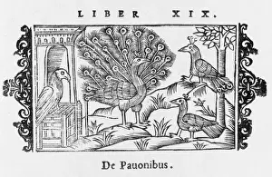 Peacock Displaying