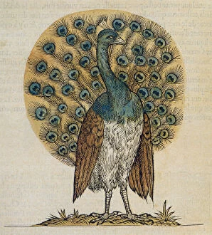 Wildlife Collection: Peacock Drawing Date: 1555