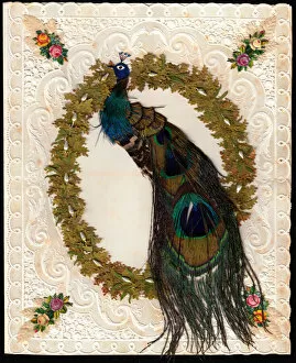 Delicate Gallery: Peacock made with feathers on a paper lace card