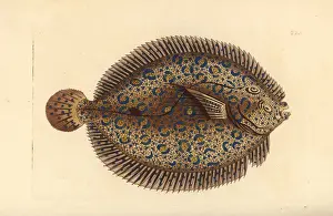 Flounder Prints: Peacock flounder, Bothus lunatus