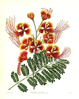 Mexican Prints: Peacock flower, Caesalpinia pulcherrima