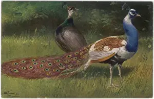 Mate Prints: Peacock and Hen