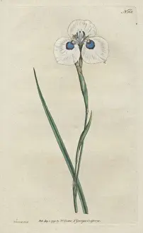 Williamcurtis Prints: Peacock iris, Moraea aristata