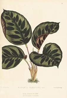 Reeve Prints: Peacock plant, Calathea makoyana