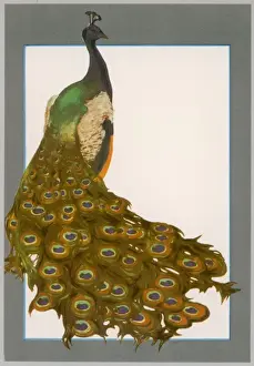 Peacock Trailing