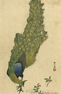 Peacock Trailing
