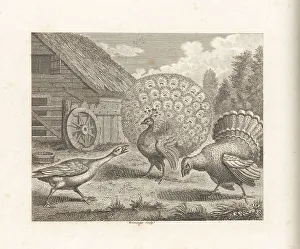 The Peacock, the Turkey and the Goose