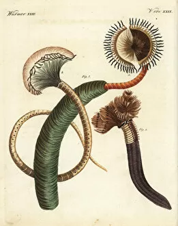 Worm Collection: Peacock worm, Sabella pavonina, and feather