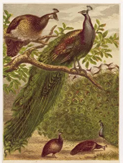 Birds Collection: Peacocks and Peahens