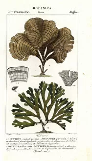 Algae Gallery: Peacocks tail, Padina pavonica 1, and Dictyota dichotoma 2