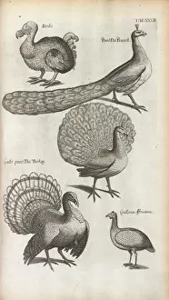 Dodo Prints: Peacocks, Turkeys and a Dodo
