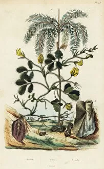 Hypogaea Gallery: Peanut, areca nut palm and Trisidos semitorta