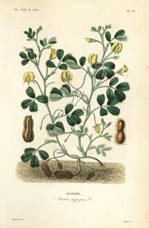 Hypogaea Gallery: Peanut or groundnut, Arachis hypogaea