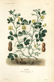 Groundnut Collection: Peanut or groundnut, Arachis hypogaea