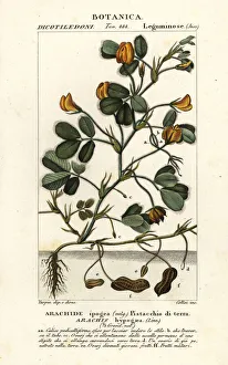 Peanut or groundnut, Arachis hypogaea