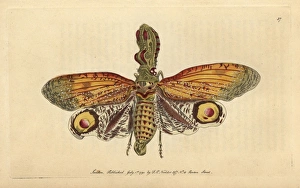 Alligator Gallery: Peanut-headed lanternfly, alligator bug, great