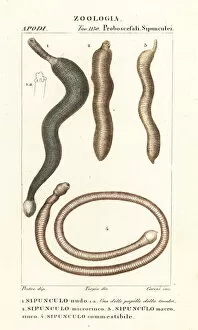 Worm Collection: Peanut worms, Sipunculus nudus, etc
