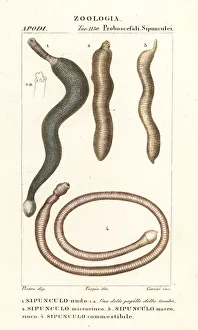 Annelid Gallery: Peanut worms, Sipunculus nudus, etc