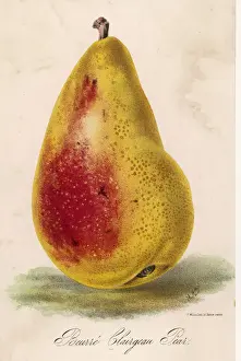 Pear / Beurre Clairgeau