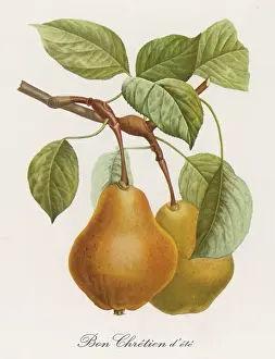 Pear Prints: Pear / Bon Chretien D ete