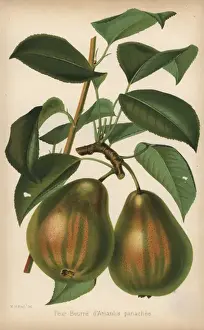 Communis Prints: Pear cultivar, Beurre d Amarilis panachee, Pyrus communis