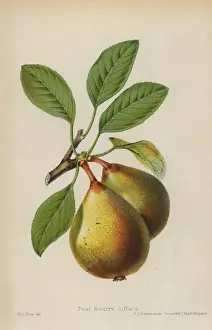 Communis Prints: Pear cultivar, Beurre Giffard, Pyrus communis
