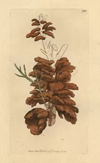 Fungus Collection: Pear rust, Gymnosporangium sabinae