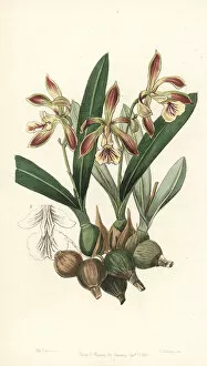 Epidendrum Gallery: Pear-shaped encyclia orchid, Encyclia pyriformis