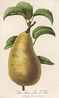 Mons Prints: Pear / Van Mons Leon