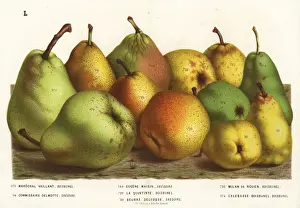 Pear varieties
