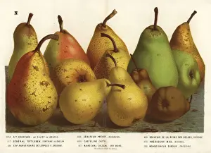 Pear varieties