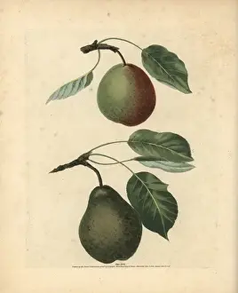 Pear varieties, Pyrus communis