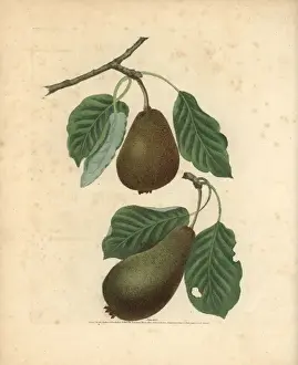 Pomonabritannica Prints: Pear varieties, Pyrus communis