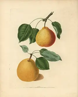 Pear varieties, Pyrus communis