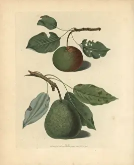 Pear varieties, Pyrus communis