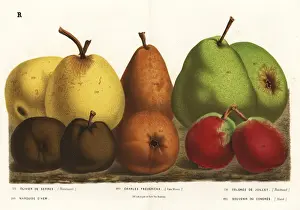 Pear varieties, Pyrus communis