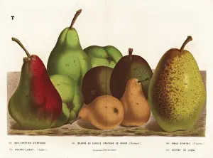 Pear varieties, Pyrus communis