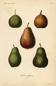 Pear varieties, Pyrus communis