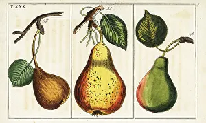 Pear Prints: Pear varieties, Pyrus communis
