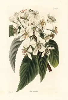 Pear Prints: Pear variety named for Baron Pollwill, Pyrus pollveria