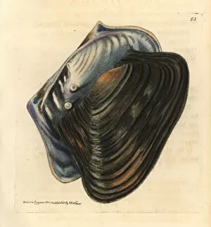 Pearl oyster, Cristaria plicata
