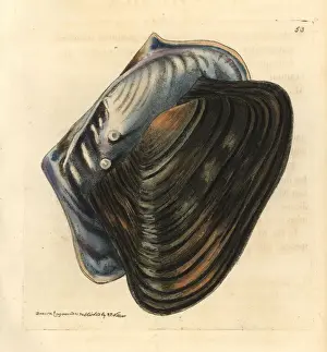 Elford Prints: Pearl oyster, Cristaria plicata