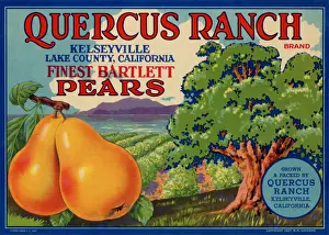 Pears and Farm