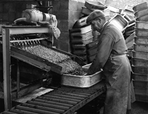 Peas for Canning Peas for Canning