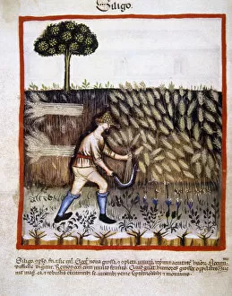 Agriculturist Gallery: Peasant mowing a field of wheat with a sickle. Miniature. Ta